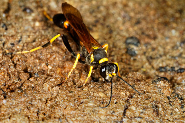istock The black and yellow mud dauber, Sceliphron caementarium on a wet soil 1299905604
