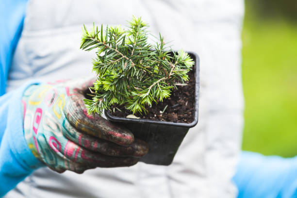 istock Gardener holds juniper seedling in black plastic pot 1299905809