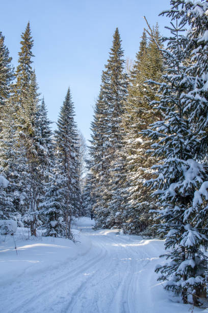 istock A walk through the winter forest. Beautiful winter landscape. 1299905954