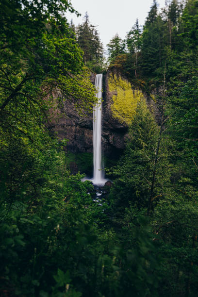 istock Pacific Northwest Waterfall in the Forest 1299906759