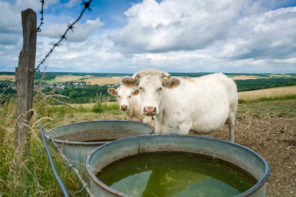 Charolais cows at the trough in the French Vexin