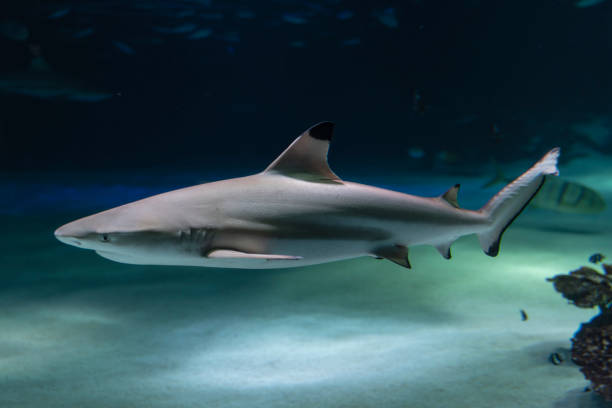 istock Blacktip reef shark(Carcharhinus melanopterus) in aquarium 1299907901