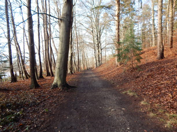 istock Walk through the forest near Seedorf 1299908124