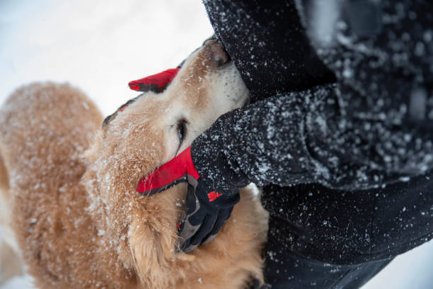 istock A boy and his dog play in snow. 1299910000