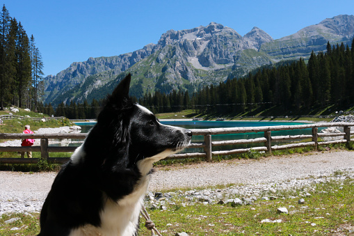 Close-up of a border collie with a beautiful view of Lake Montagnoli in Trentino, animals and landscapes in Italy