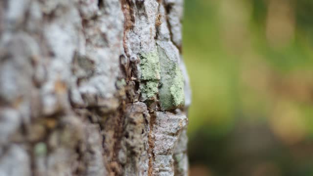Close-up plant bark