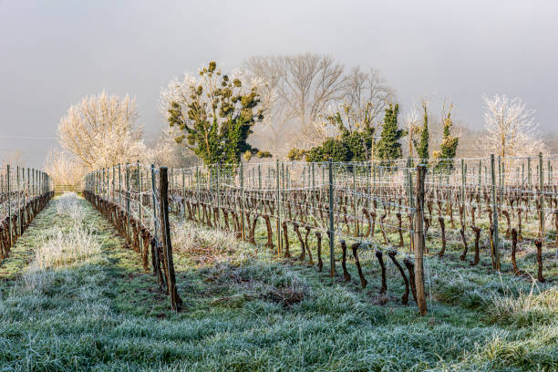 vineyard of the frosted Bordeaux a view of a Bordeaux vineyard in winter covered with frost frozen grapes stock pictures, royalty-free photos & images