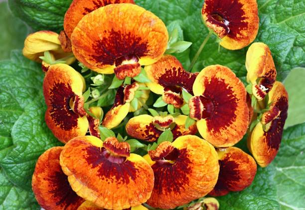 Close-up of flower Calceolaria biflora, flat lay Also called slipper flower, native in South America. calceolaria stock pictures, royalty-free photos & images