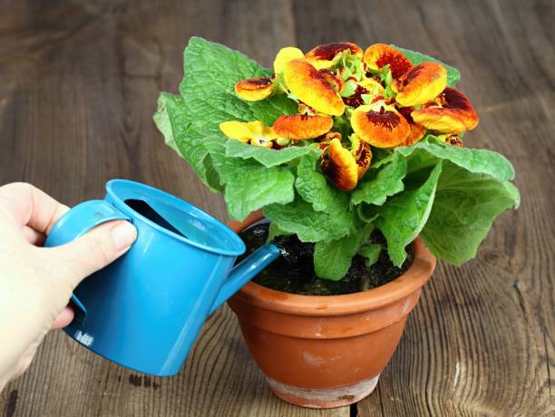 Watering of Calceolaria biflora, also called slipper flower Calceolaria in a pot on the brown wooden desk. calceolaria stock pictures, royalty-free photos & images