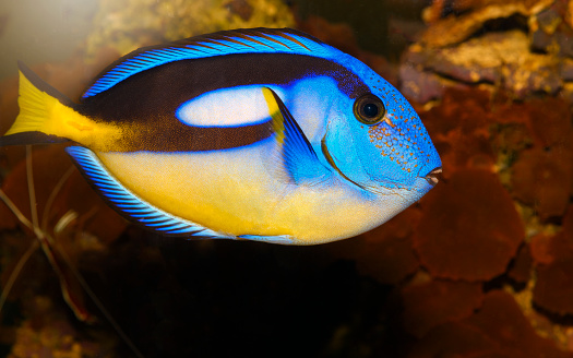 Closeup of a blue tang surgeonfish