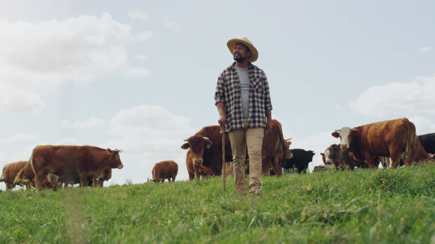 istock Healthy cows need healthy grass 1299915595