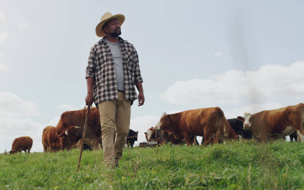 istock I could stay here all day until the cows come home 1299915600
