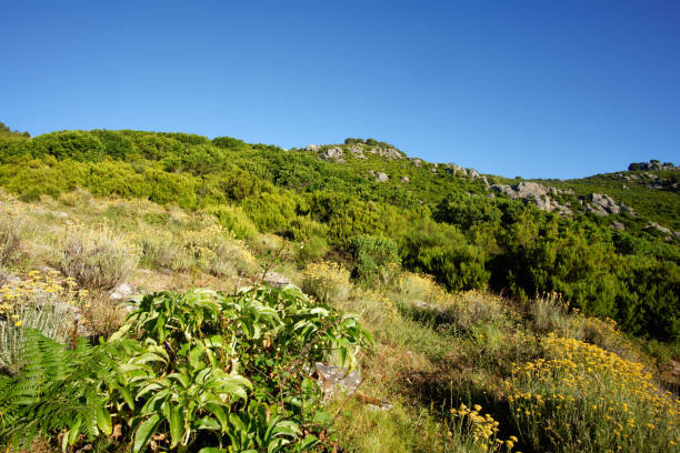 istock Costa verde mountain in Upper Corsica 1299915626