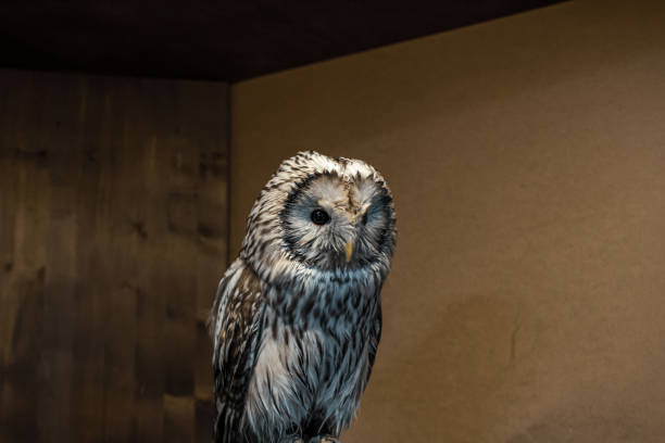 Wet Long-tailed Owl Strix uralen after swimming