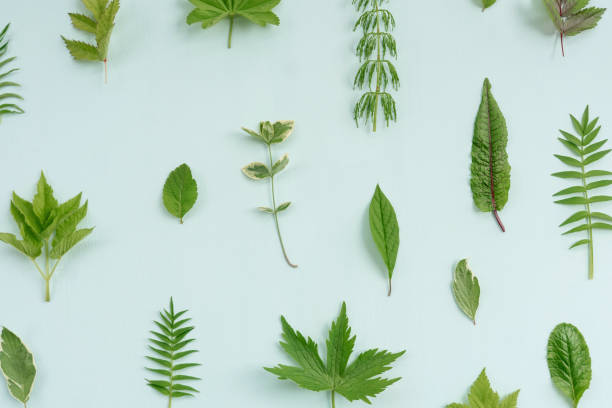 istock Natural pattern from green leaves on blue. 1299915930