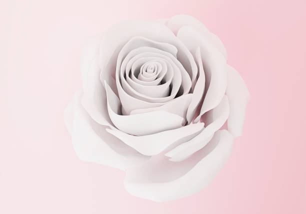 istock one elegant white rose close up on light pink background, 3d render 1299915985