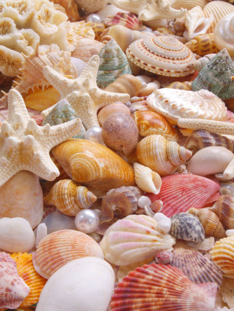 istock Seashells with starfishes background 1299916070