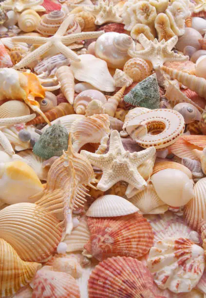 Seashells background, lots of amazing seashells, coral and starfishes mixed