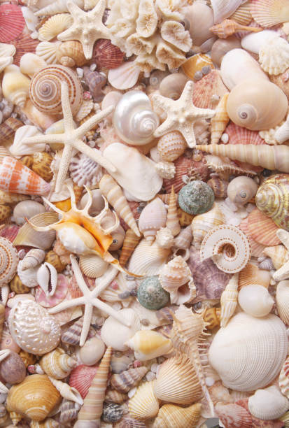 istock Seashells with starfishes background 1299916872