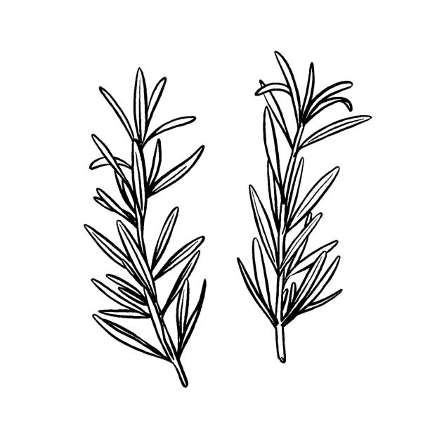 rosmarin-zeichnung - rosemary vector stock-grafiken, -clipart, -cartoons und -symbole