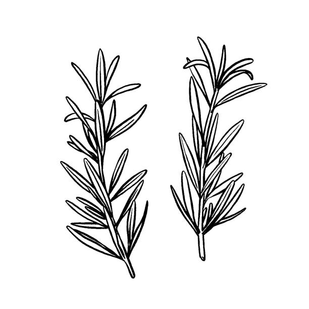 rosmarin-zeichnung - herbal medicine rosemary herb aromatherapy stock-grafiken, -clipart, -cartoons und -symbole