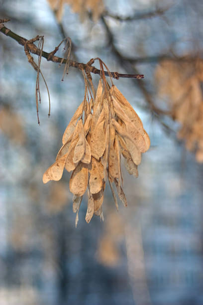 istock dry maple branch with seeds in winter 1299918625