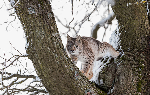 Eurasian lynx, a cub of a wild cat on a tree. A young lynx in the wild winter nature climbs a tree. Cute baby lynx in winter forest, cold conditions.