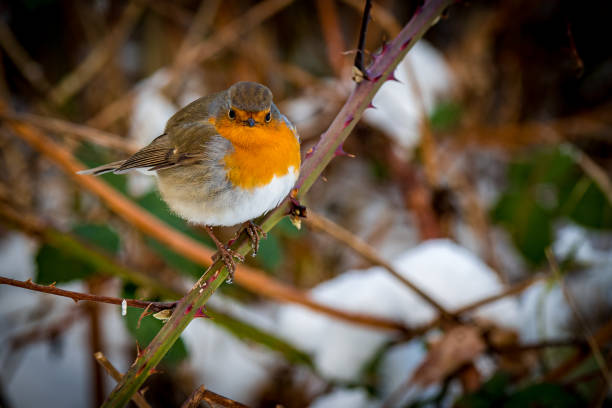 istock Horizontal front view of an european robin redbreast with puffed up feathers, that rests on a twig and looking directly into the camera at winter. 1299921034