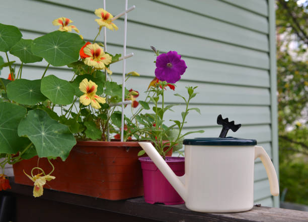 istock Watering can with petunia and nasturtium flowers in pots 1299921075