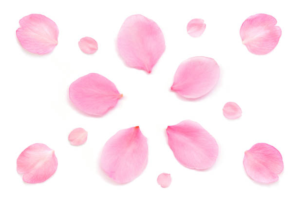 istock Japanese pink cherry blossom petals abstract on white background, natural spring sakura photography 1299922095
