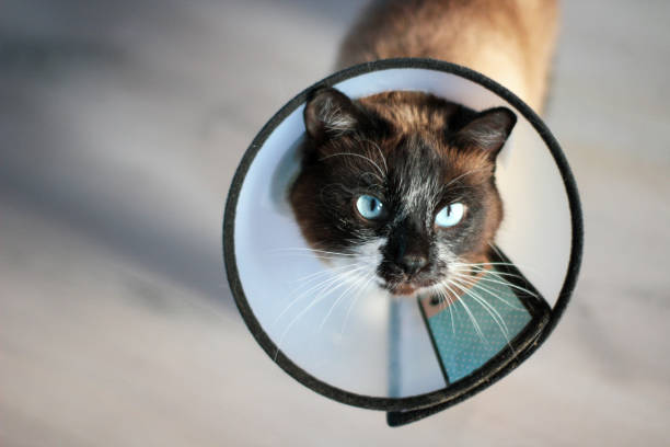 siamese thai cat with pet cone for recovery on kitten with bright blue eyes. plastic protective collar for after surgery prevents bite lick wound for safety healing - coleira protetora imagens e fotografias de stock