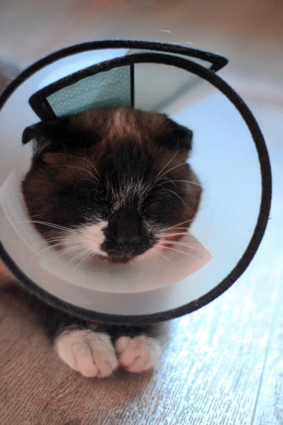 istock Siamese Thai Cat with Pet Cone for Recovery on Kitten with Bright Blue Eyes. Plastic Protective Collar for after Surgery Prevents Bite Lick Wound for Safety Healing 1299922526