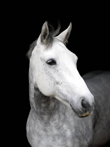 istock Grey Horse Headshot 1299922605