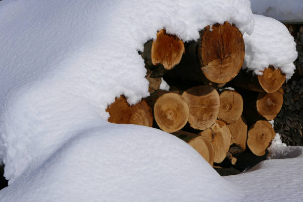 Deeply snowed-in tree trunks on the site of a carpenter's workshop in the cold winter