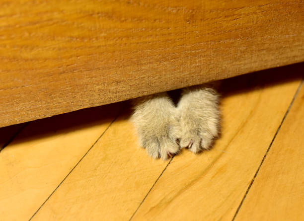 Cat paws from under the door in the room. Kitten wants in ! Cat sticks paws under door.