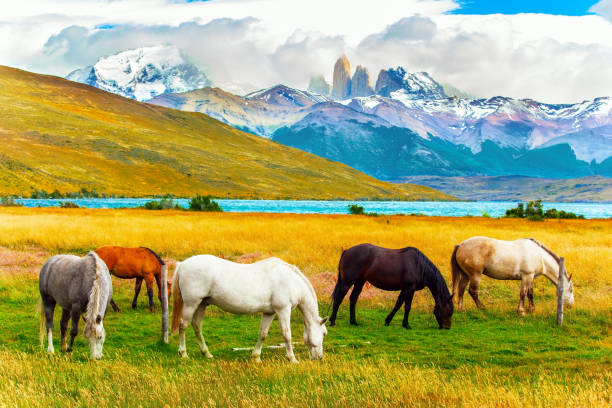 istock South American wild horses 1299924173