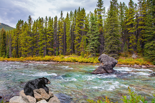 Gorgeous huge black bear resting on large rocks in a seething mountain river. Autumn travel to Canada. The Canadian Rockies. Cloudy day on a mountains