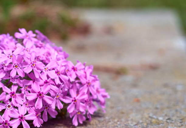 Perennial ground cover blooming plant Creeping phlox