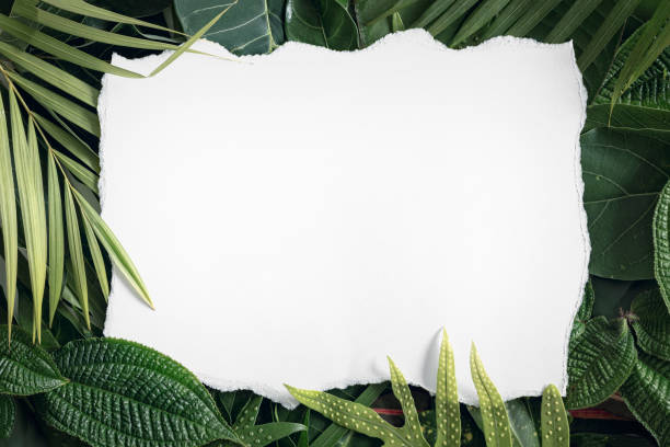 Summer tropical mix leaves background  with blank white paper , top view