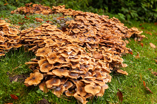 Large quantity of Hen of the Woods edible Maitake mushrooms. They are also known as Grifola Frondosa, Laubporling Polypore en touffe, Poule des Bois or Gray Klapperschwamm