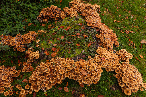 Large quantity of Hen of the Woods edible Maitake mushrooms. They are also known as Grifola Frondosa, Laubporling Polypore en touffe, Poule des Bois or Gray Klapperschwamm