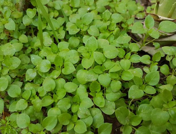 istock Green leaves plant 1299927685