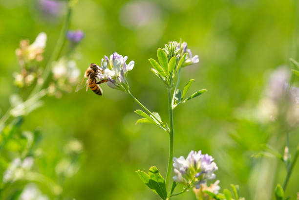 istock Honey bee pollinates alfalfa flower on natural background 1299927849