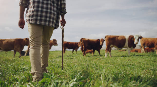 istock Follow me to where the grass is green 1299928084