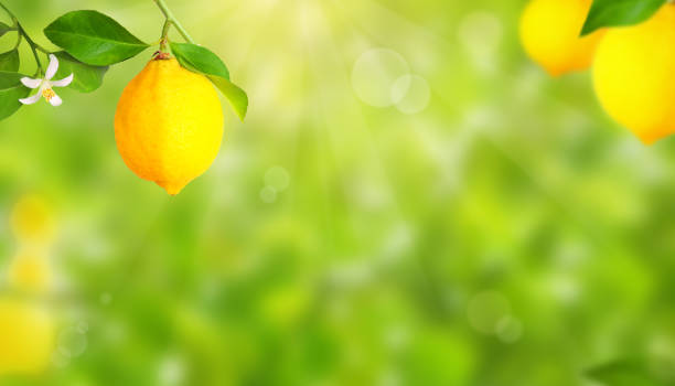 istock Plantation with lemon trees and copy space 1299928158