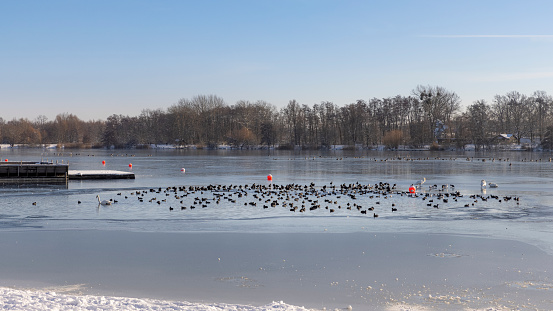 Wolfsburg, Germany - jan 31th 2021: North German winter has almost frozen small lakes. Only a small area of water is open and flock of birds is crowding the open water area.
