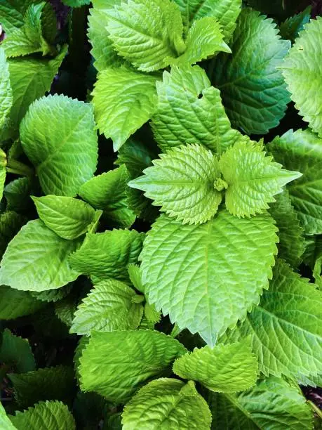 This picture shows homegrown mint in a pot.