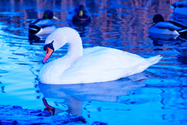 Beautiful white swan on lake reflection in winter