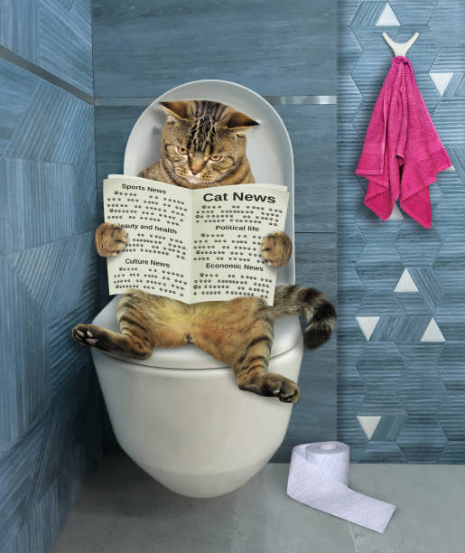 istock Cat on toilet bowl reading 2 1299929423