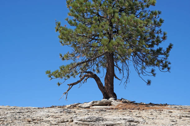 istock Nature Lonely Single Dry Pine tree on the mountain isolated with blue sky background  - minimal patterns 1299929536